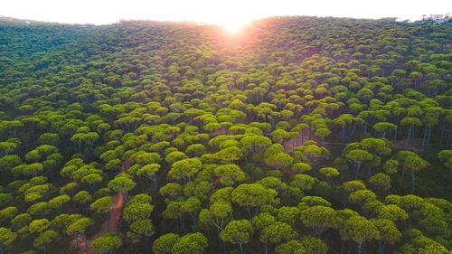 The biggest pine trees in the middle east located In A village called Bkassine In South Lebanon.