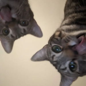 Feed Our Starving Kittens - Chewy Gift Card