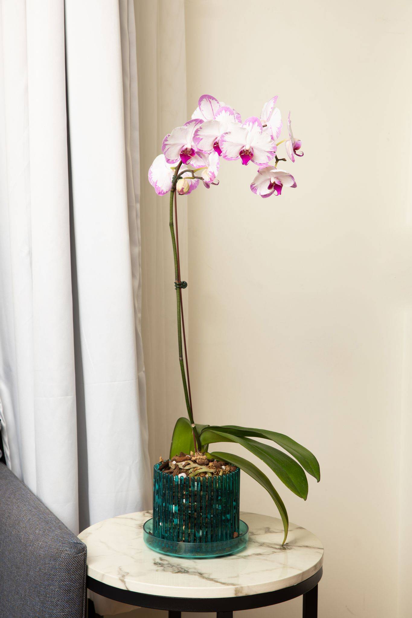 Do Succulents Produce Oxygen?  Orchid Republic - Orchid Republic