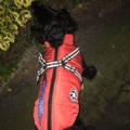 Close-up of reflective strip on waterproof dog raincoat shining in the dark