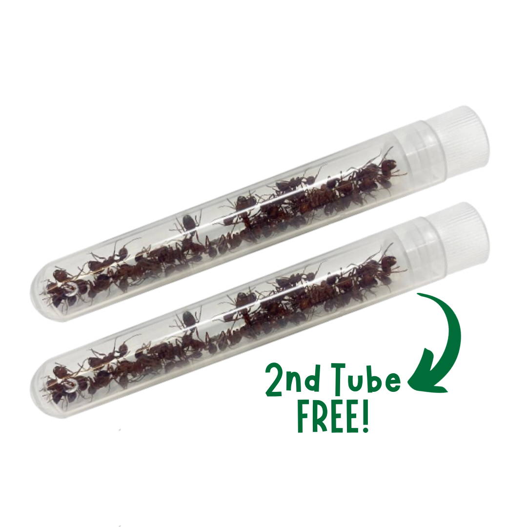 Tube of Ants for Ant Mountain Habitat
