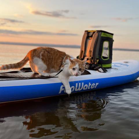 Cat blow up stand up paddleboard with Funwater paddle board on Alberta lake