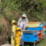 Corsi di cucina Merana: Diventa apicoltore per un giorno