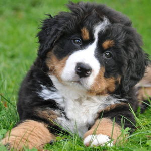 Puppy Fund
