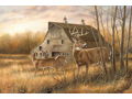 Deserted Farmstead by Rosemary Millette Canvas