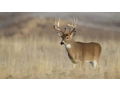 Kansas Whitetail Hunt