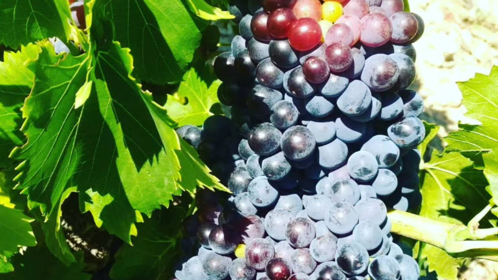 France, vin nature, rawwine, organic wine, vin bio, vin sans intrants, vin sans souffre, vin sans sulfites ajoutés, vin rouge, vin blanc, rouge, blanc, vin propre, vigneron, domaine bio, biodynamie, vigneron nature, vin biodynamique, raizin brut, Quimper, Finistère, Morbihan, corbières, roussillon, languedoc, les gragnotes, benoit, erika, paziols, zapoï, bourrasque, petit grain, sunset, syrah, grenache, roussillon, aude  