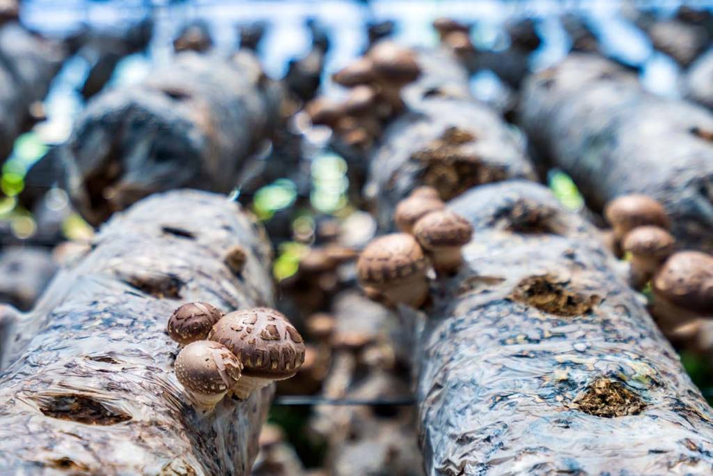 Pilz wächst auf Baumstamm