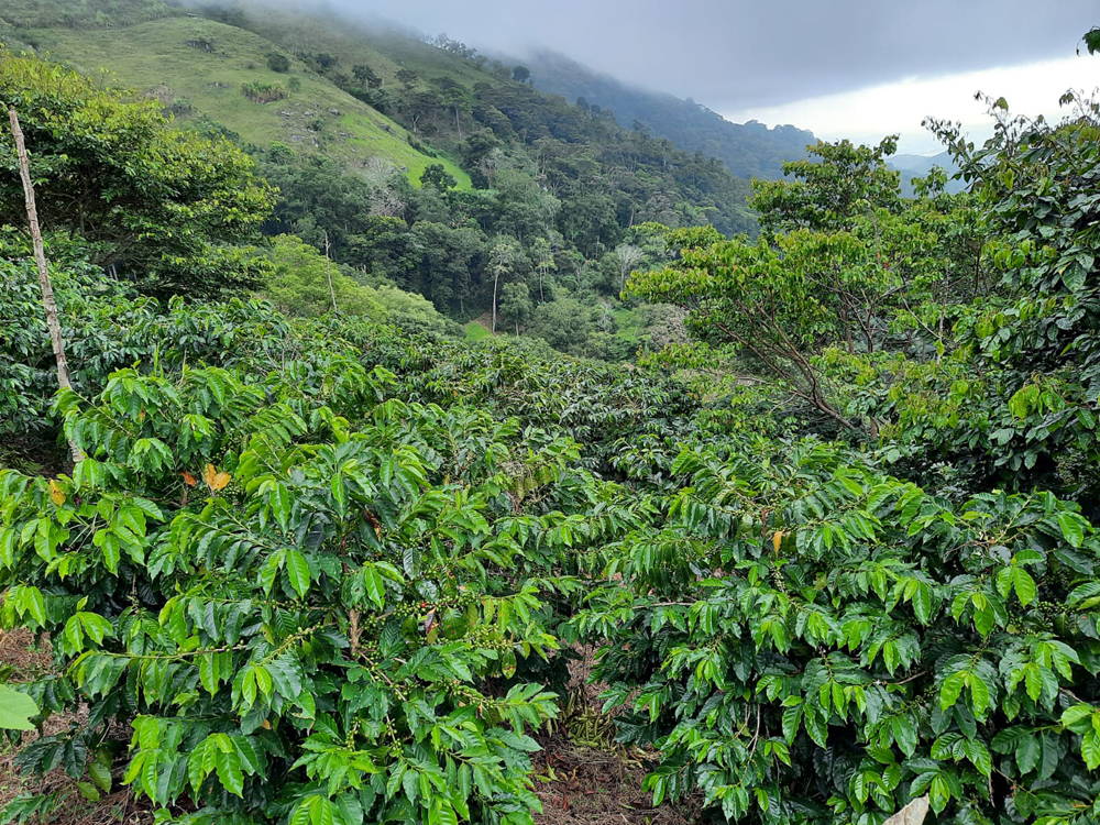 Hilly coffee-growing terrain of the Copán region in western Honduras