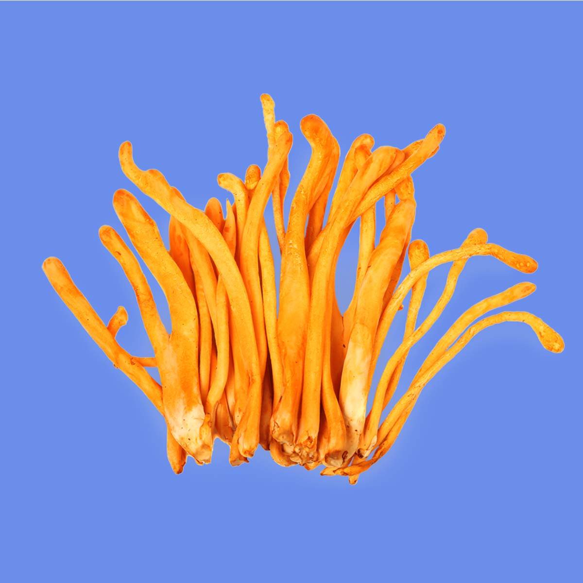 cordyceps mushroom