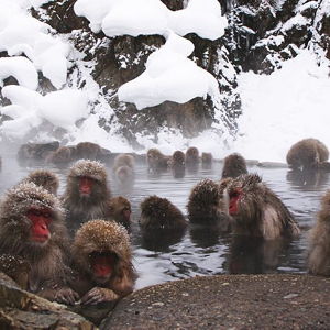 Snow Monkey Tour