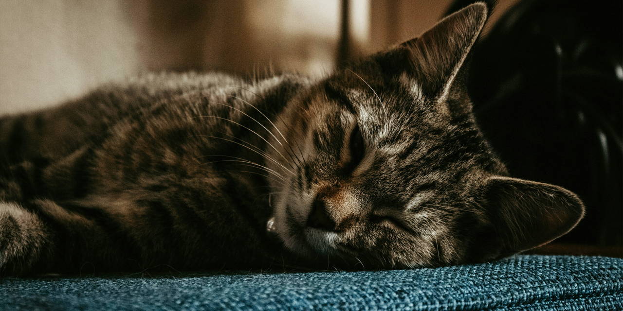 Vermoeide kat met IBD