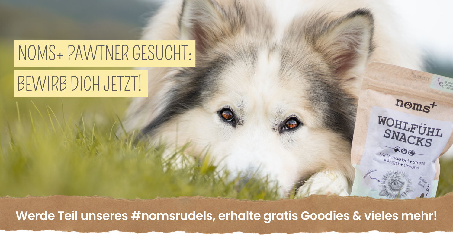 noms+ Pawtner gesucht
