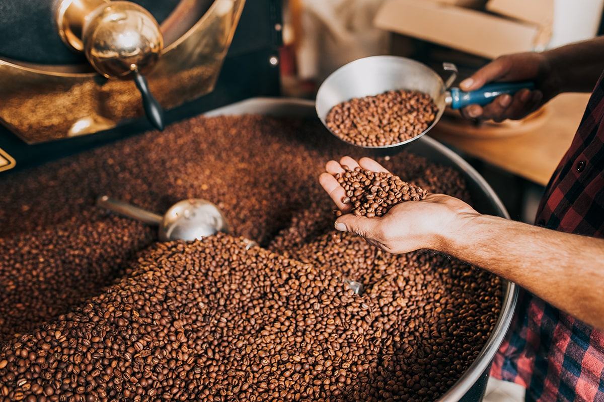 A person holds roasted coffee beans in one hand and a metal scoop above a large container filled with coffee beans, likely at a coffee roasting facility.