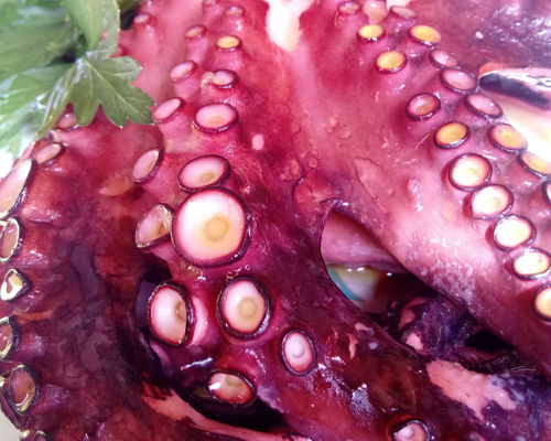 Esperienze gastronomiche Bari: Oggi polpo!