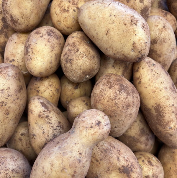 pomme-de-terre-nouvelle-italienne