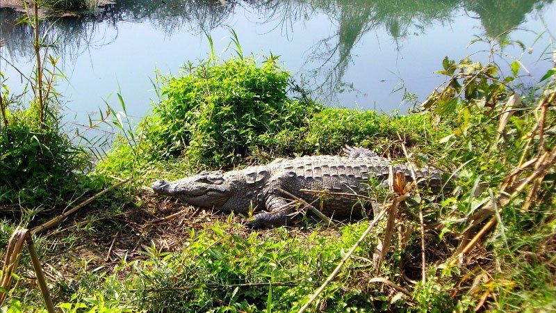 Crocodile in Chitwan National Park, Nepal 