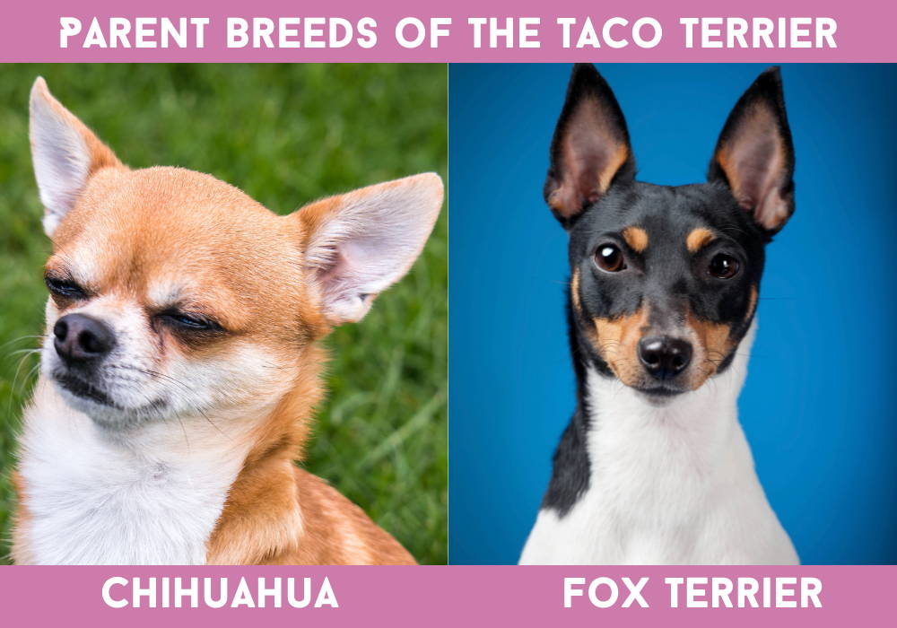 toy fox terrier chihuahua mix