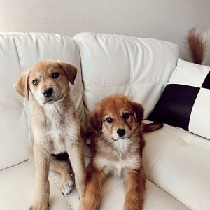 Puppy Fund