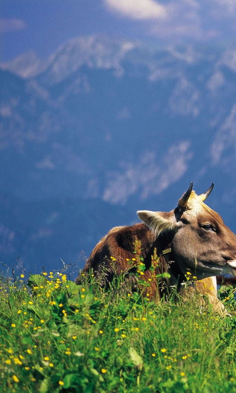 Kinder füttern Kühe beim Wandern in den Bergen rund um Pfronten.