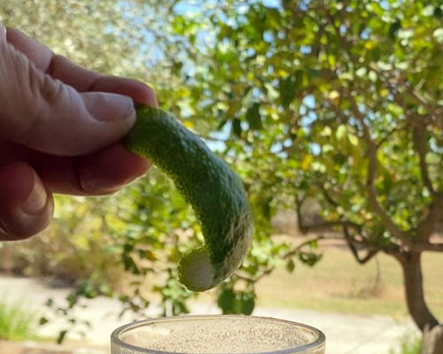 Cooking classes Modica: Sicilian breakfast with real almond milk