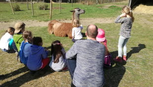 kindergeburtstage mit lamas in gelsenkirchen essen nrw prachtlamas beate pracht