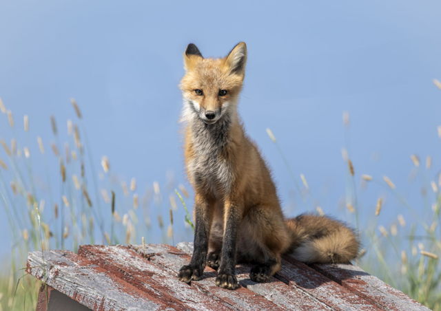 Fox of Newfoundland RAW 2027 by Lisa B Sells