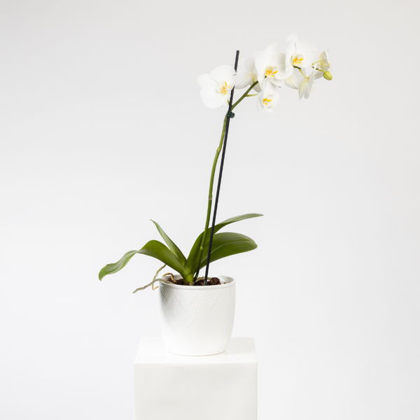 Phalaenopsis Orchid_flowers_delivery_interflora_nz