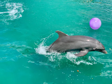 Play with Dolphins in Dubai's Atlantis Waterpark