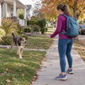 outdoor-safety-dog-encounter-safety-tips outdoor-safety-dog-encounter-safety-tips