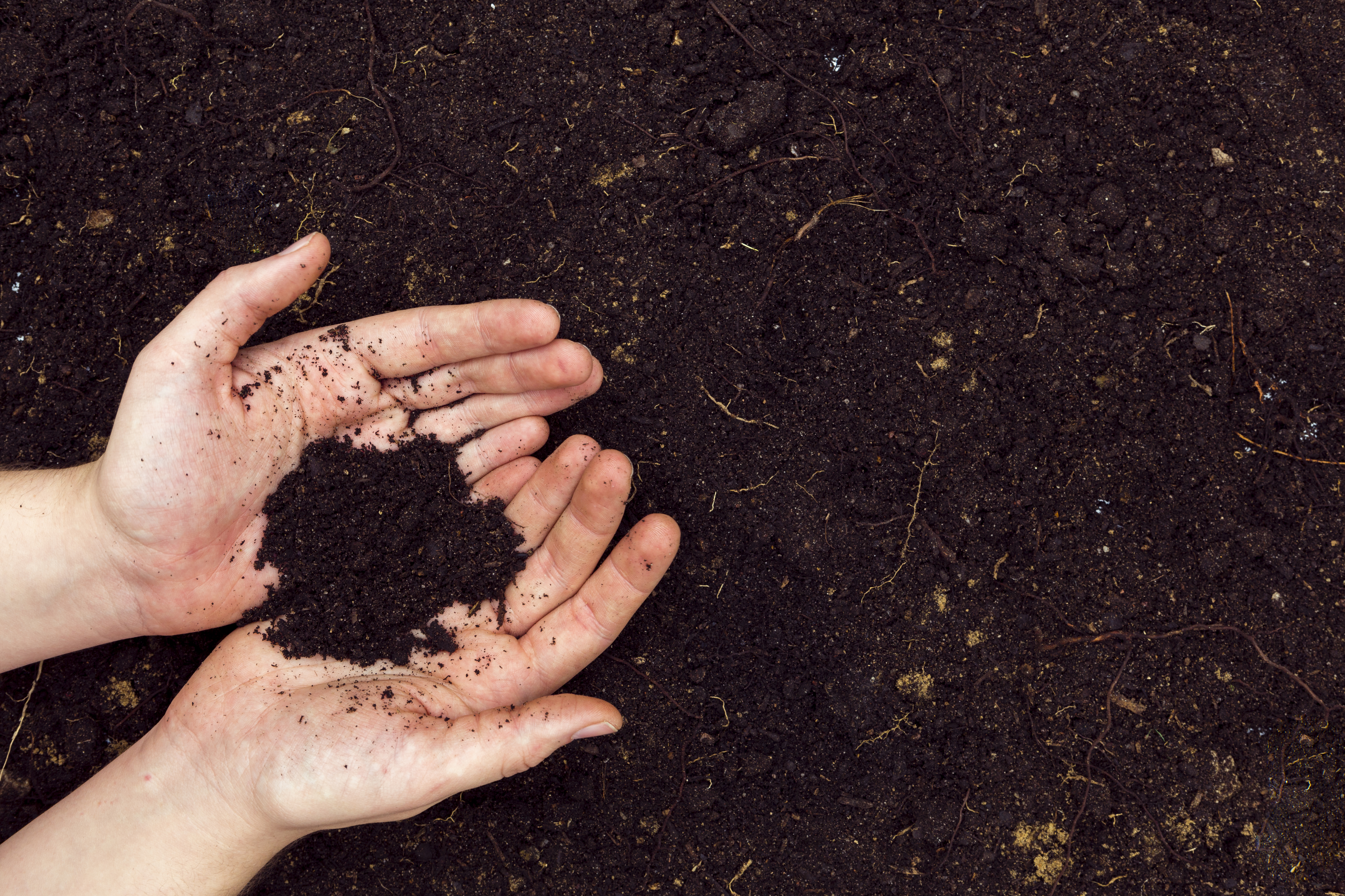 A pair of hands holding rich dark brown garden soil with soil in the background