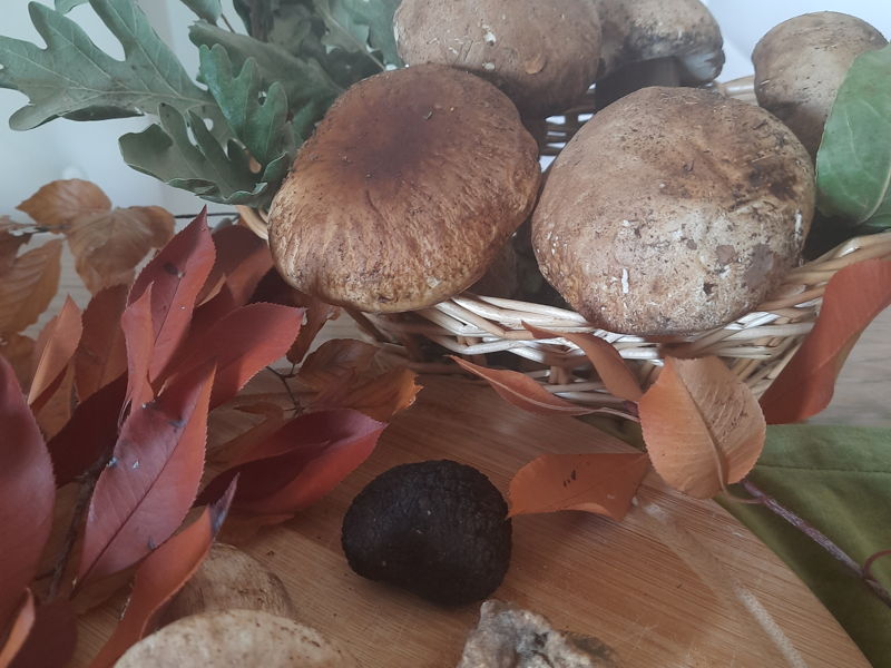 Cursos de cocina Mirabella Eclano: Otoño en Irpinia, entre castañas, setas, calabazas y buen vino.