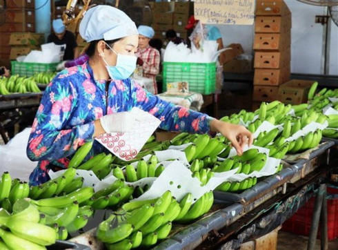 Investment in fruit, vegetable processing surges as companies realise potential