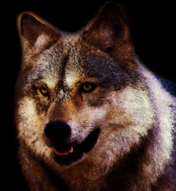 Wolf --狼-- | TAKA | AWRD