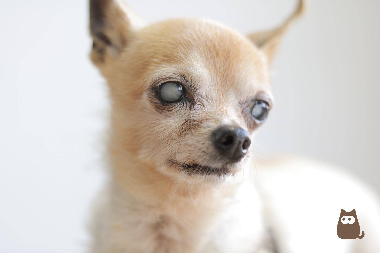 chihuahua with cataracts