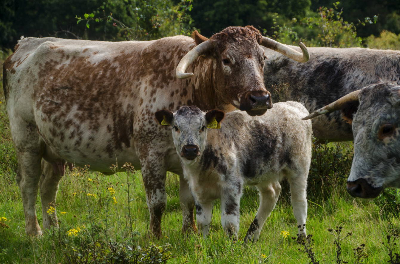 Longhorn Cattle