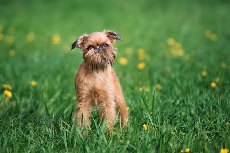 brussels griffon and chihuahua mix