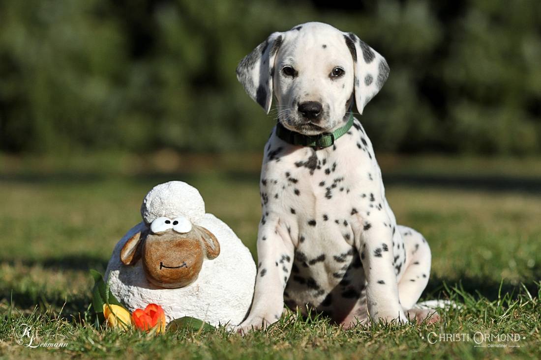 chihuahua dalmation chimation