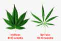 Comparison chart between indica leaf and a sativa leaf and showing how many weeks each takes to flower