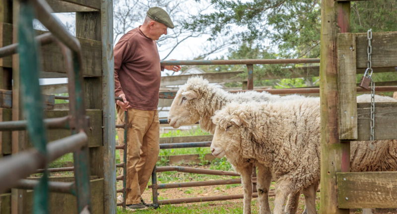 Annual Highland Sheep Shearing