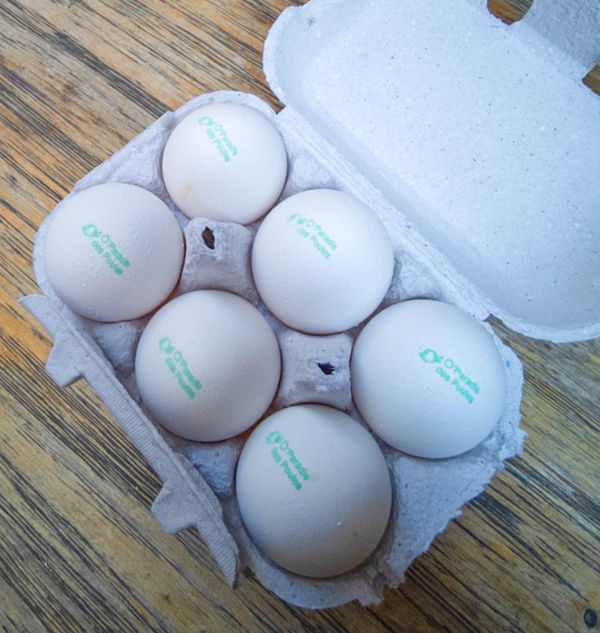 oeufs-o-paradis-des-poules