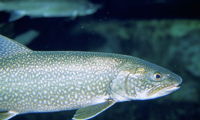Trout
