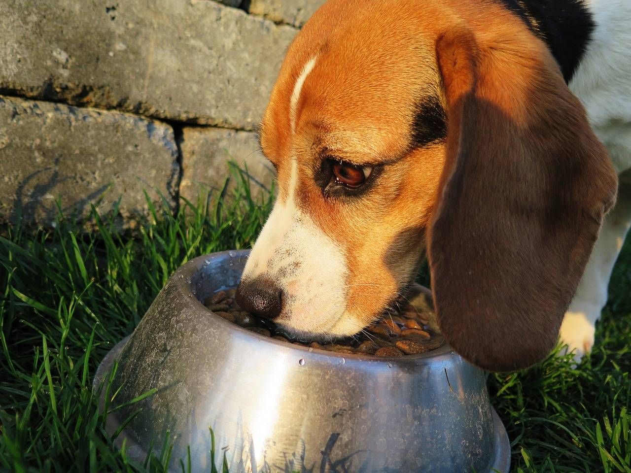 Hund frisst Hundefutter - was passiert bei einer Futtermittelallergie?