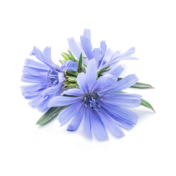 mood improvement as benefit of the best probiotic supplement