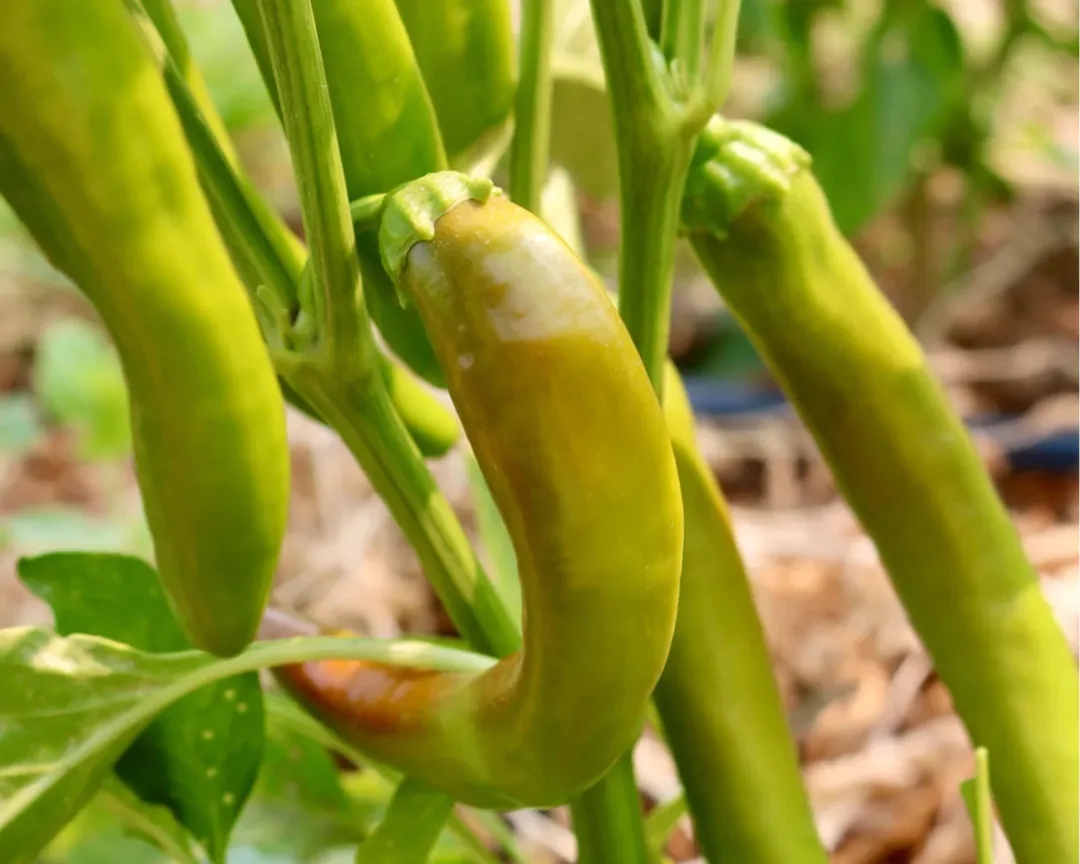 [Garden Salsa Hybrid Hot Peppers](https://seedsnsuch.com/products/garden-salsa-hybrid-hot-pepper-seeds?ref=planter&utm_source=affiliate)