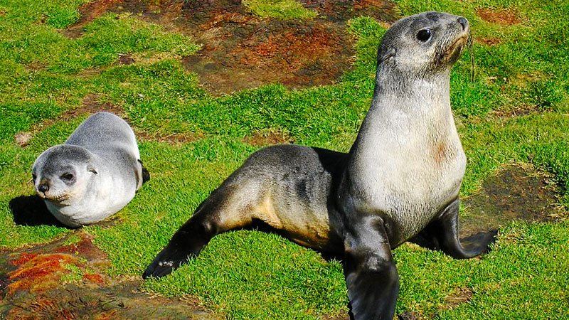 Fur seal pups, Antarctic 