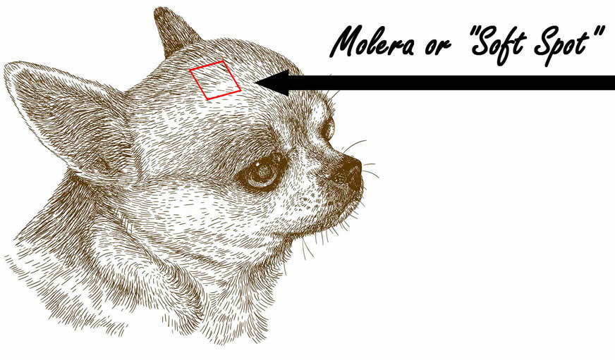 chihuahua with molera