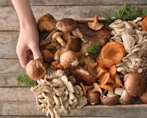 Food experiences Bologna: Mushrooms and truffles: the forest on the table (tasting)