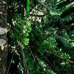 Zipline Adventure