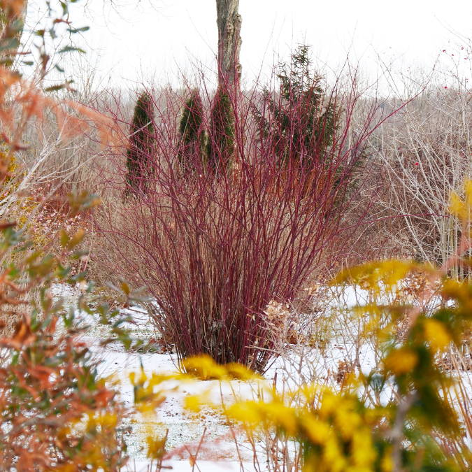 Bright red dogwood stems in a winter garden